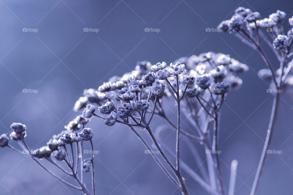 Spring flowers isolated on blue cold background