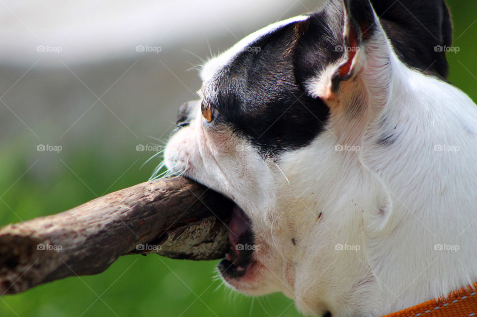 My pup loves to play fetch and will happily run to try and catch the stick before it hits the ground. She will clench it in her moth & bring it back to me. She then happily wags her tongue & little tail so that i will continue the playtime!