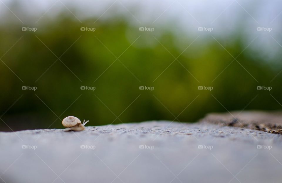 Snail on rock