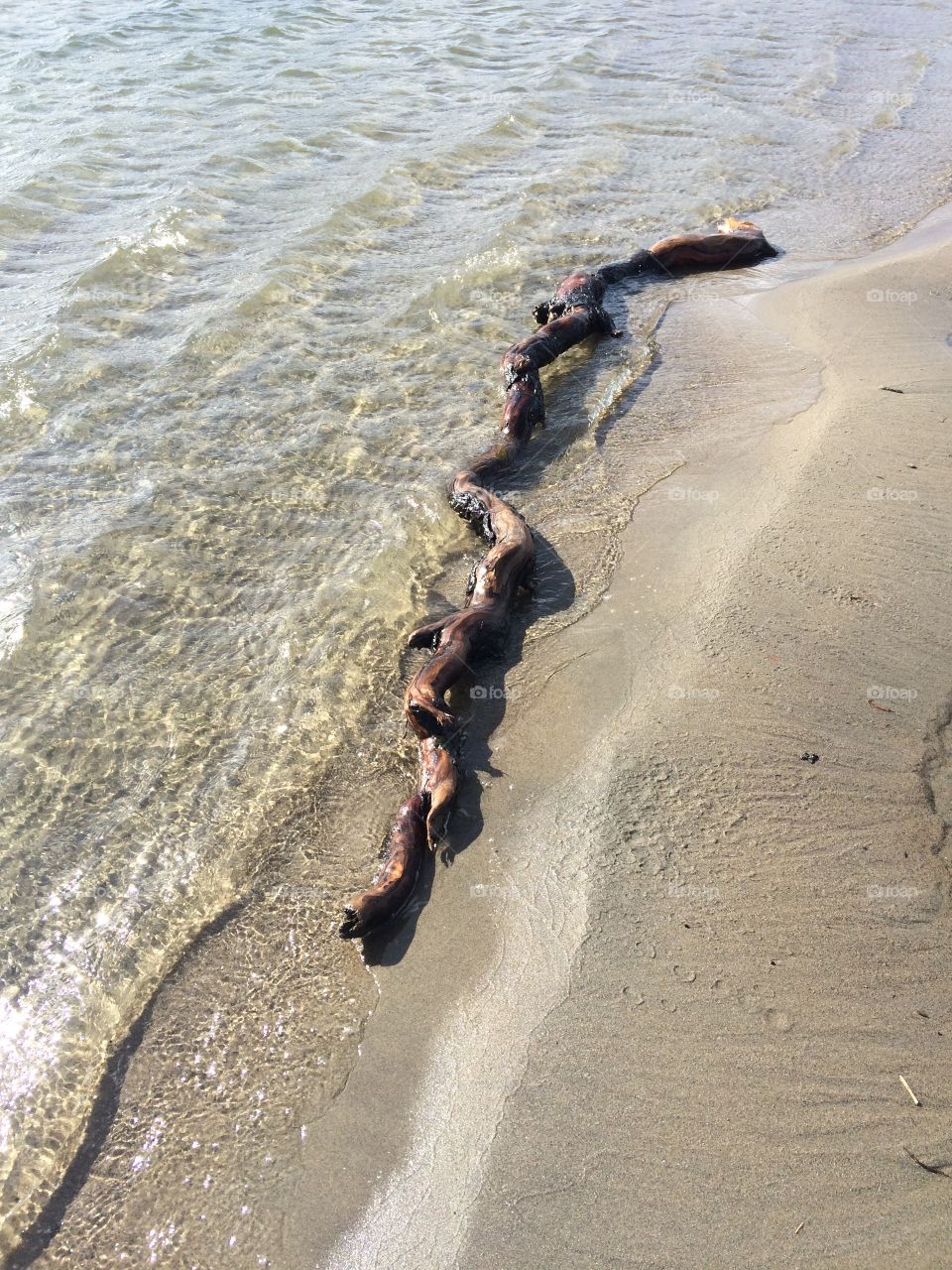 Log washed up on the shore 