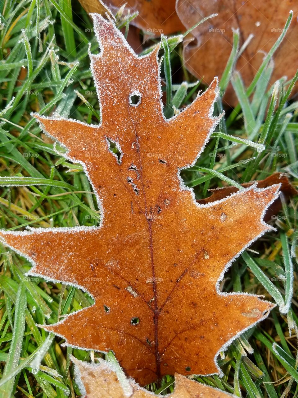 first frost