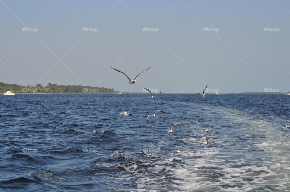 Seagulls following boat