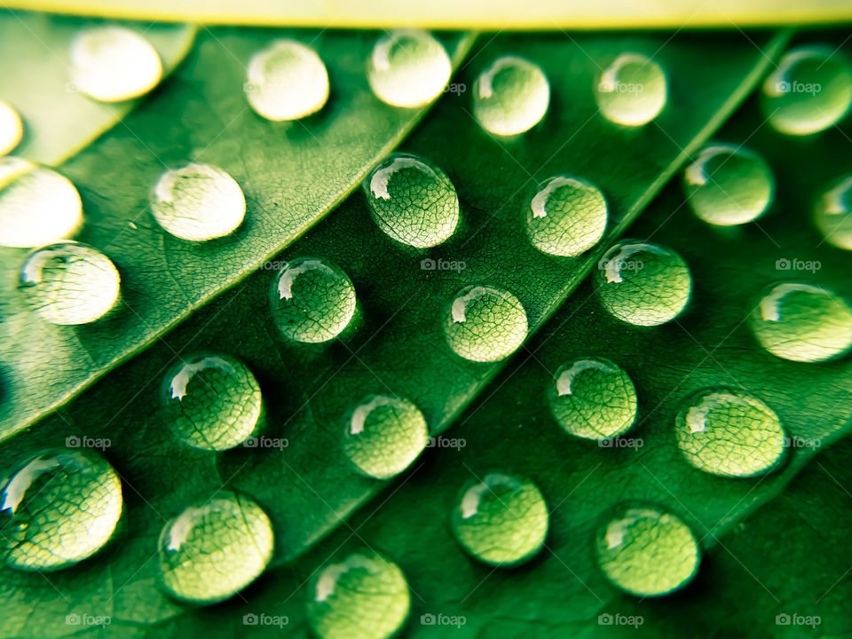 A background of water drops on a green leaf