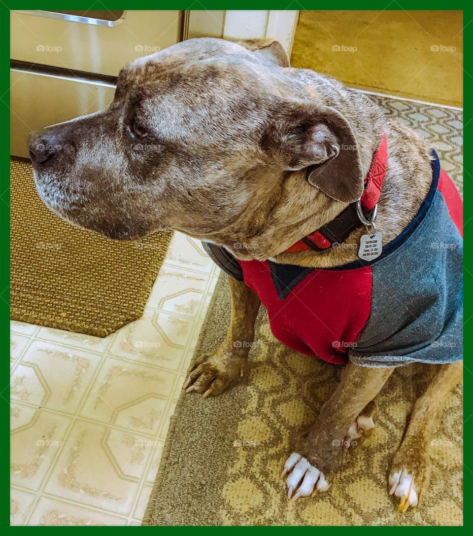 A pit bull named Diva. She is in the kitchen waiting for her supper to be served. She is one hungry dog.