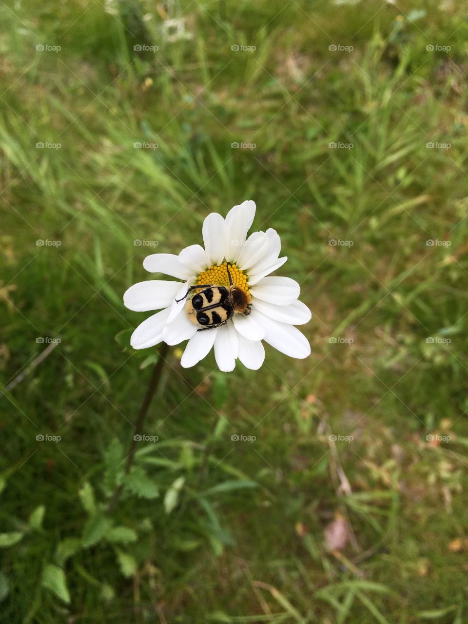 daisy and a bug 