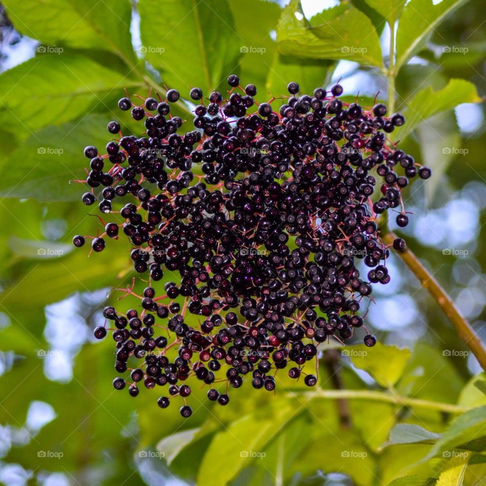 Berries