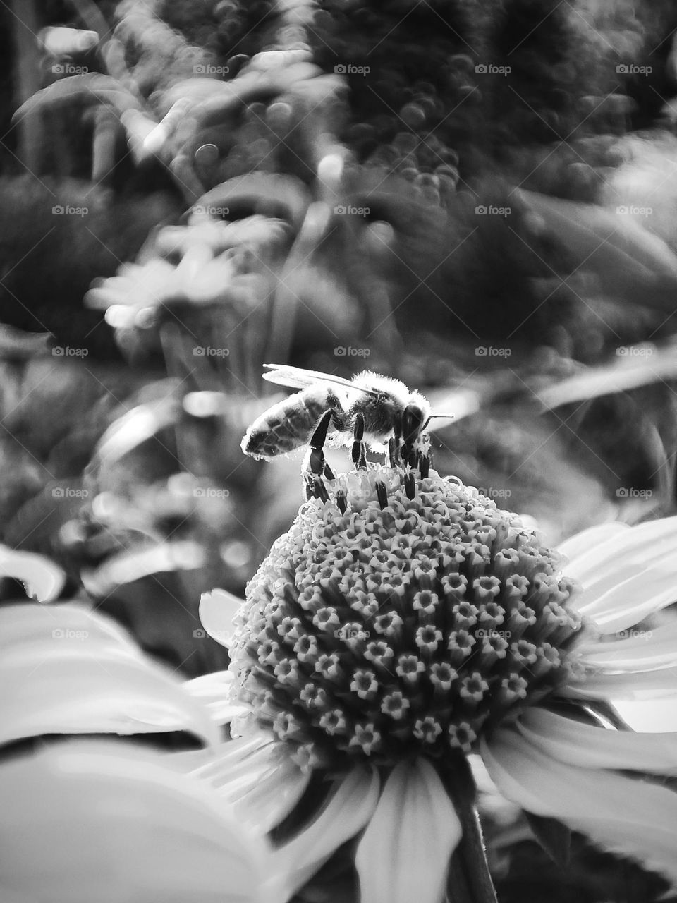 Black and white photography of a bee surching nectar and pollen on a composite plant