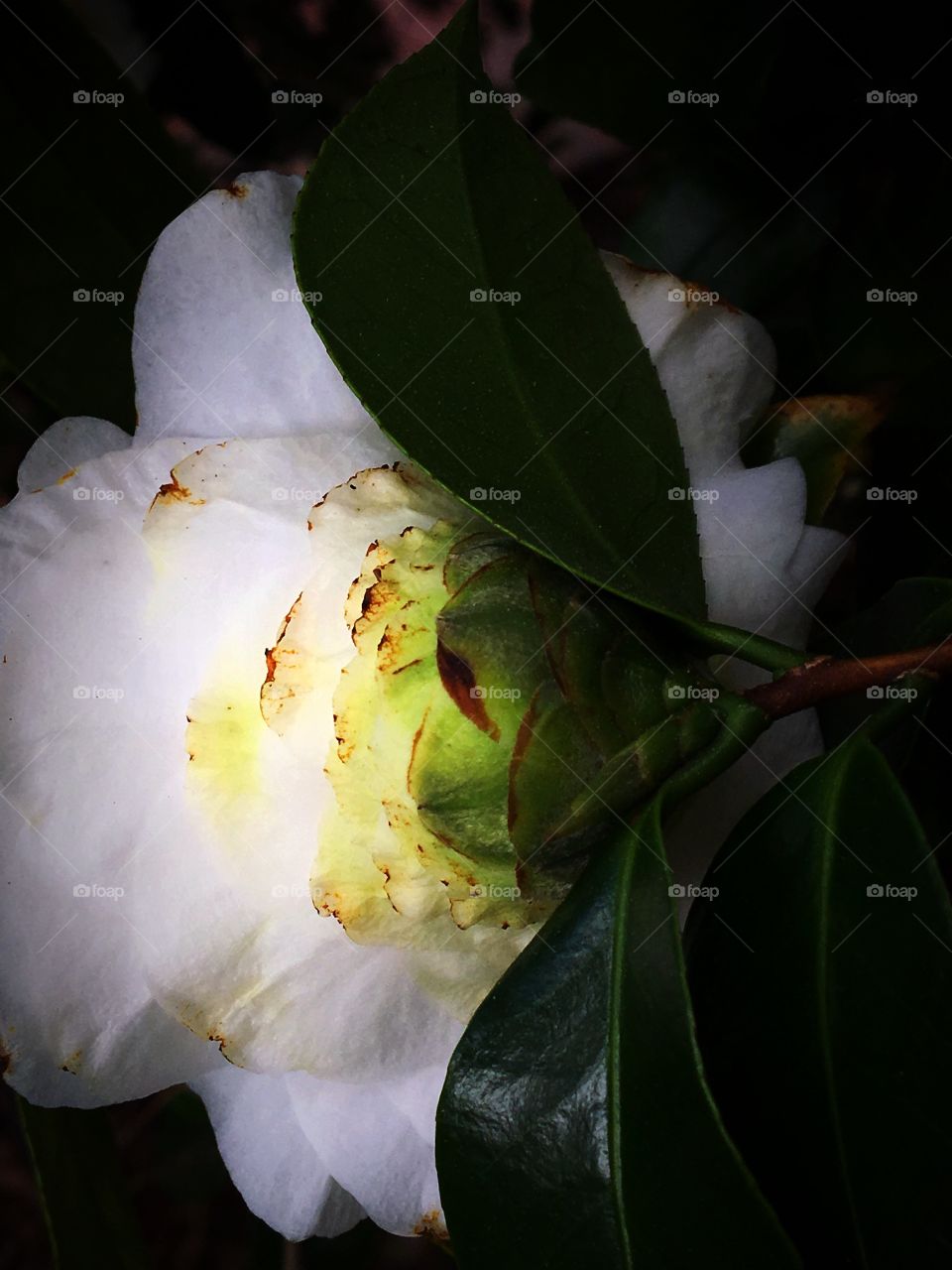  Natural lights and shade 