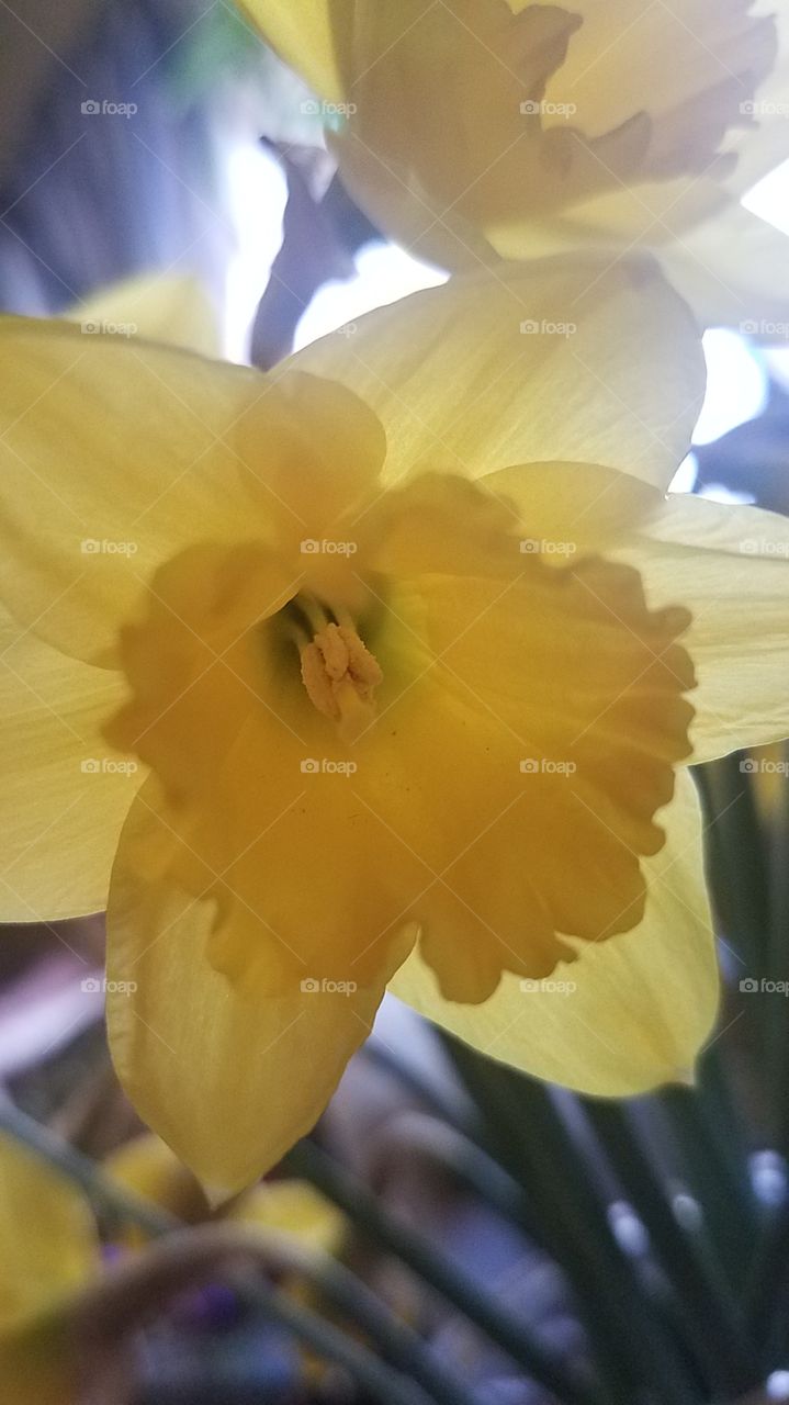 Daffodils