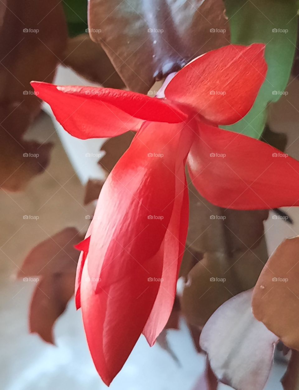 close-up of  red glossy flower of a Christmas cactus