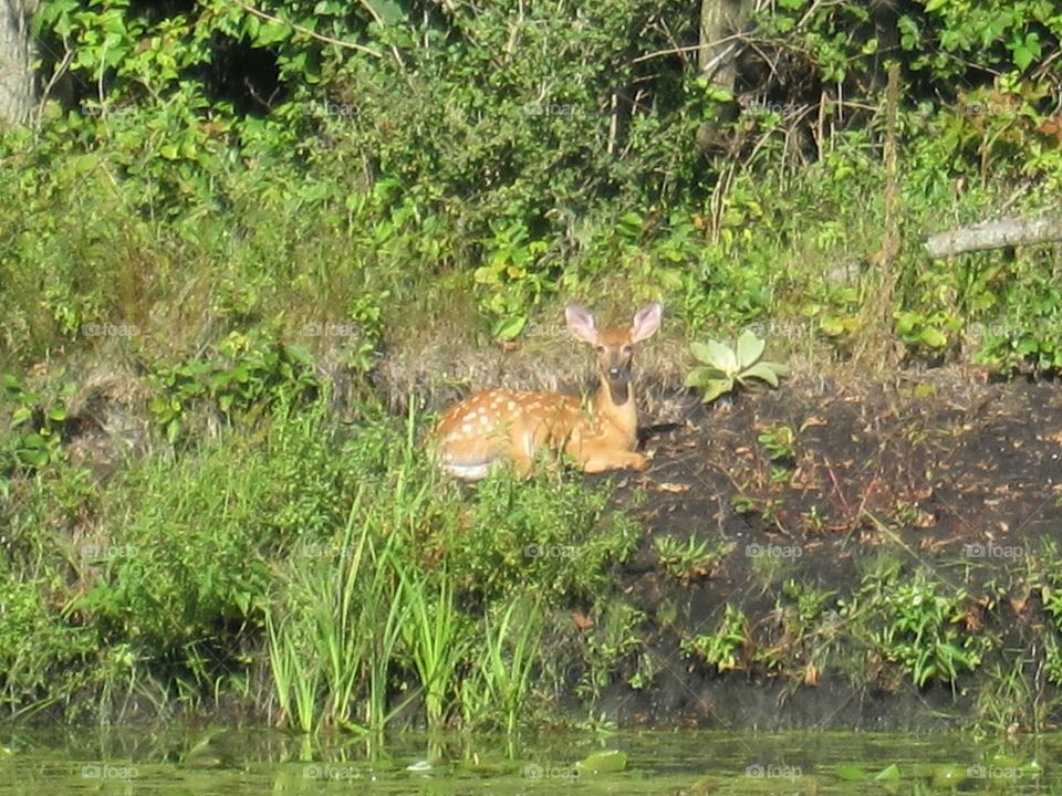 Fawn relaxing on the river bank