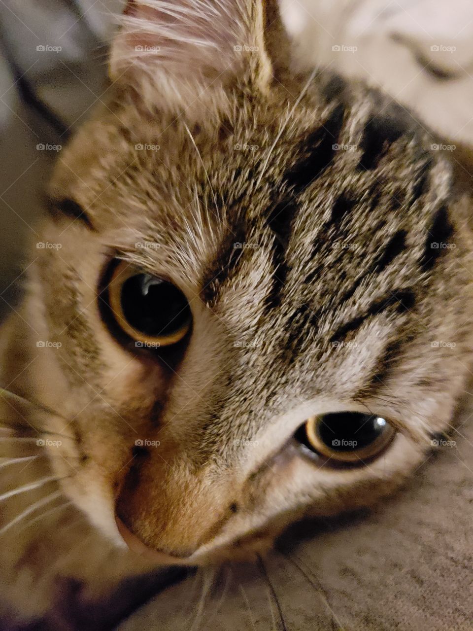 close up of Bengal cat's face