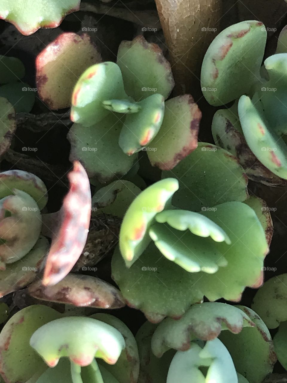 Close up succulent 