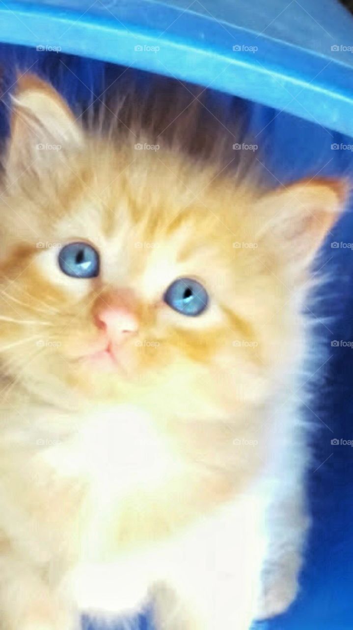 orange tabby kitten with blue eyes