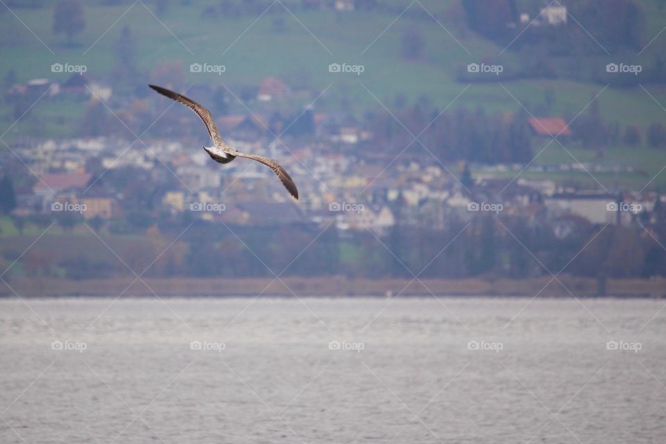 Flying Seagull over lake