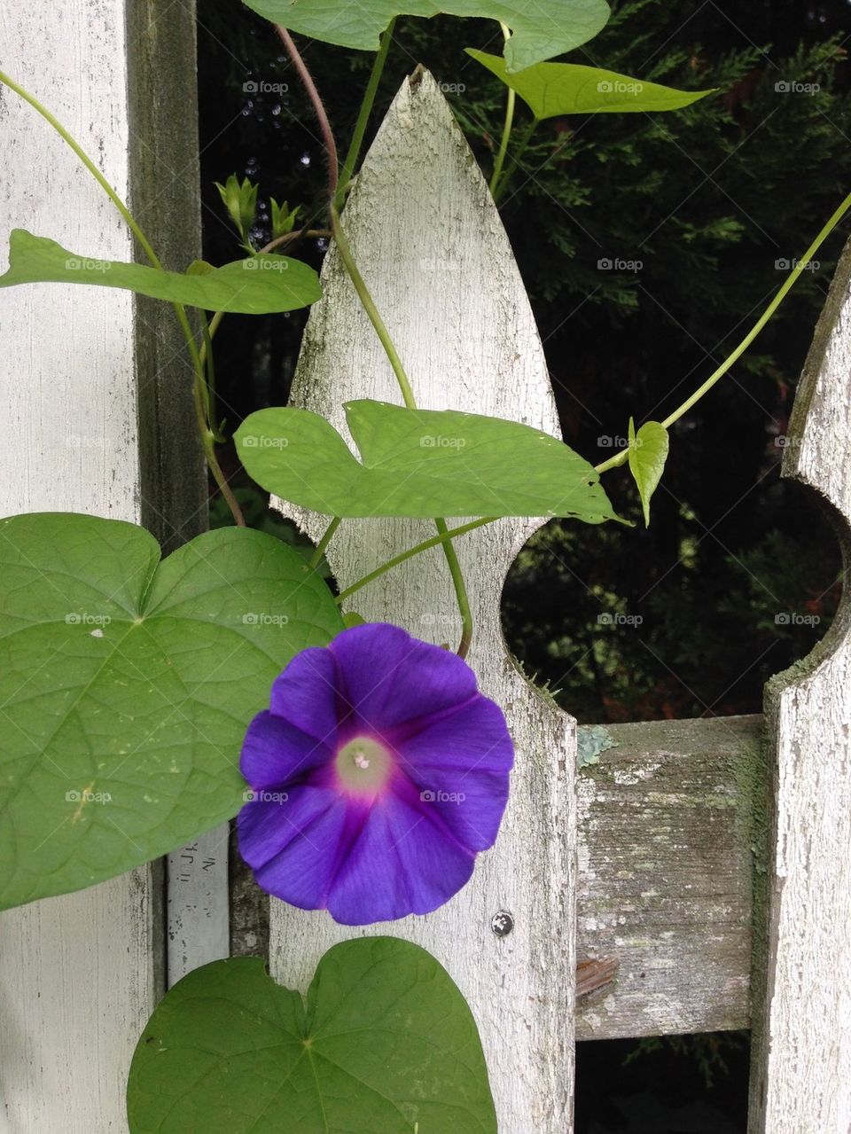 Creeper growing on wooden fence