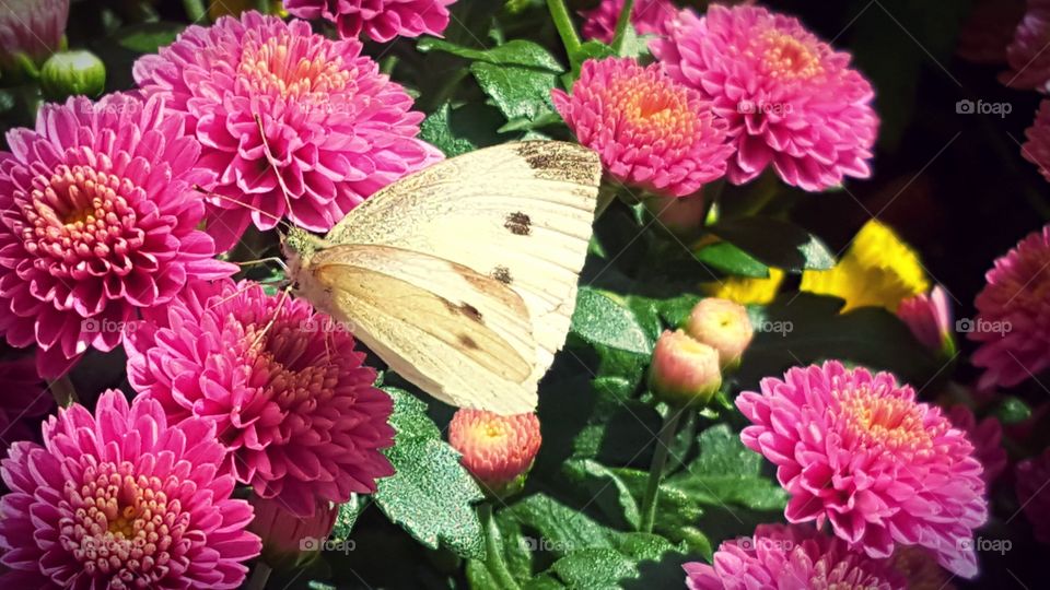 Butterfly in the Garden