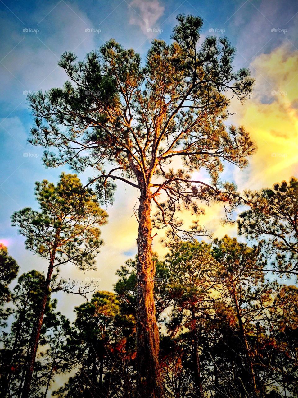 Tall pine tree. Looking up at a tall pine tree in the golden hour.