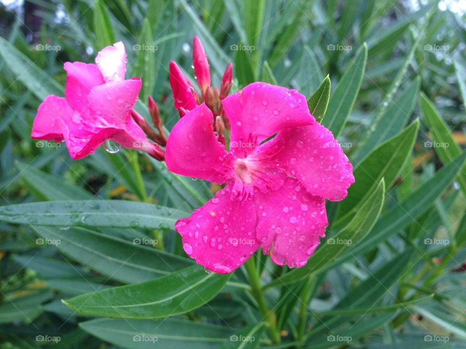 Oleander