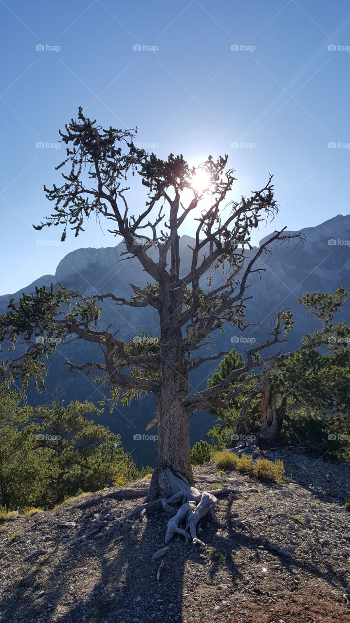 single tree on mountain