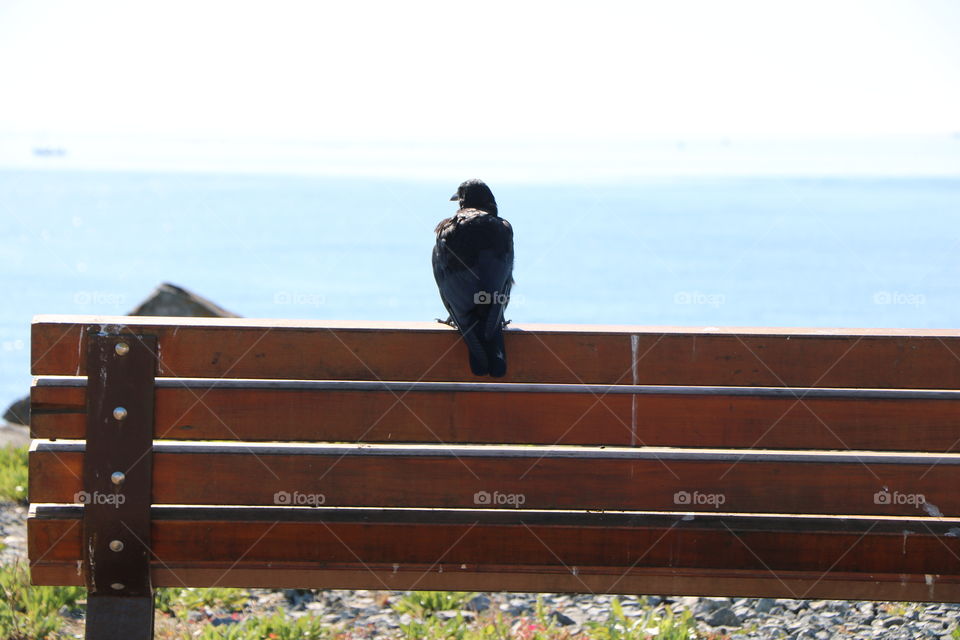 Crow perching on a bench