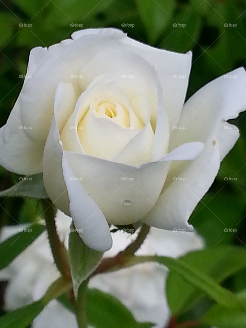 A Beautiful White Rose