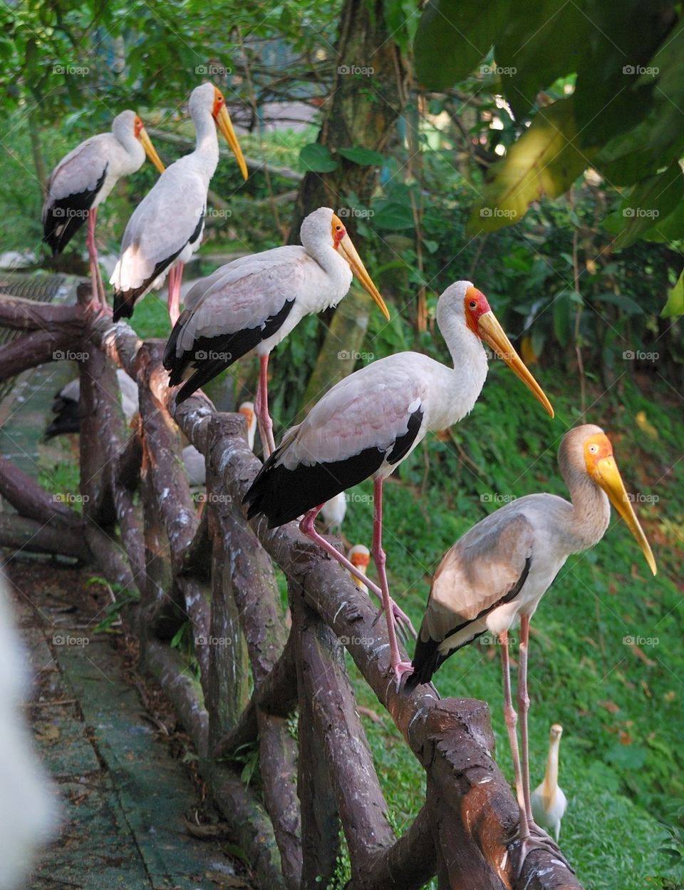 Painted Stork at Kuala Lumpur bird park