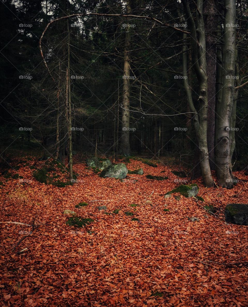 Enchanted forest in Poland. On the verge of the unknown...