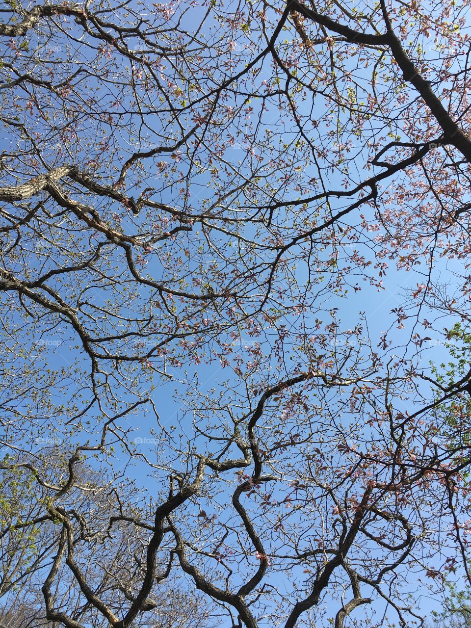 blue sky, tree crowns. Голубое небо, кроны деревьев.