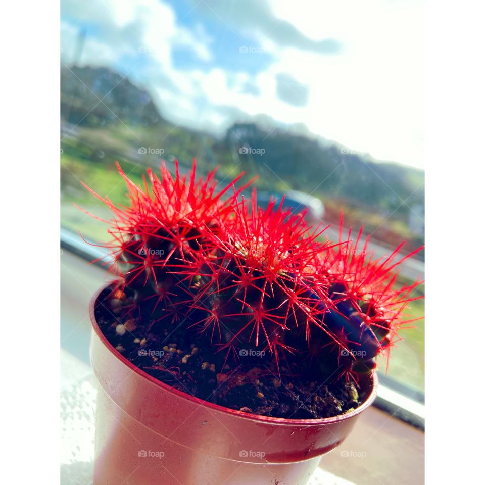 Flower Power - flowers from my garden 🪴