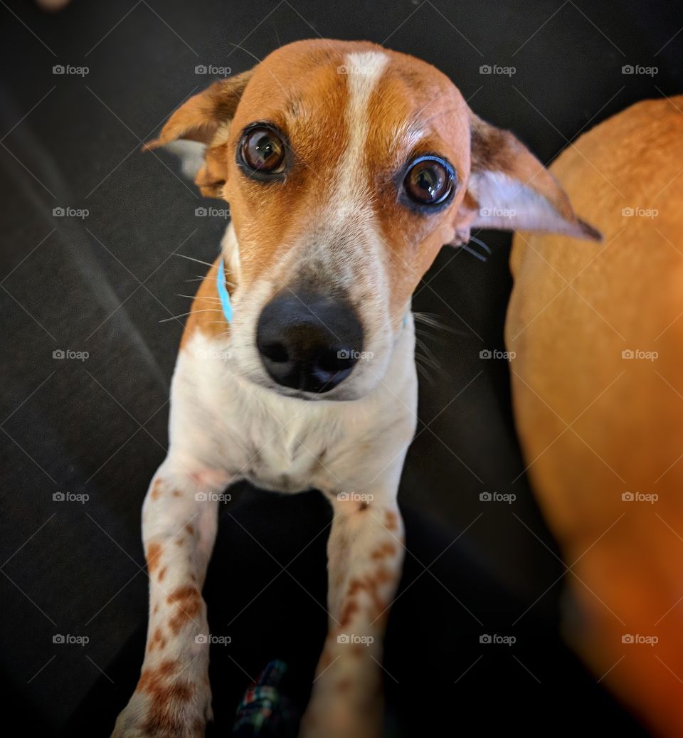 Big Eyed Beagle.