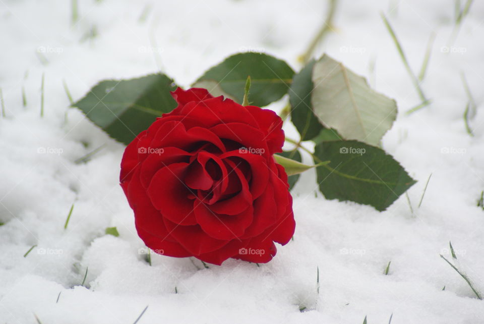 Rose in the snow