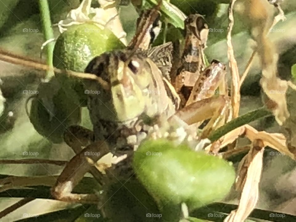 Grasshopper hiding in the plants