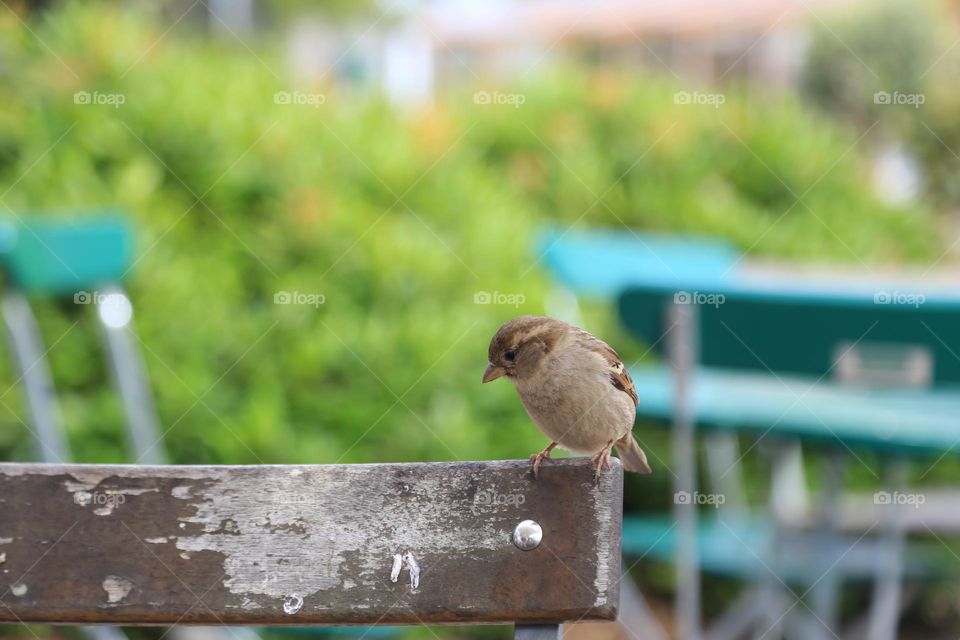 Small bird sitting outdoors on a wooden chair 