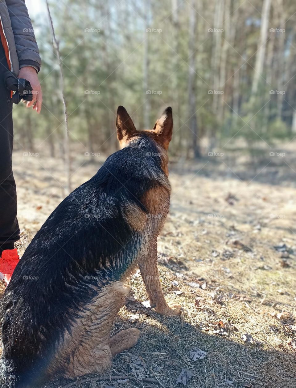 German shepherd dog pet and person outdoor, mobile photography