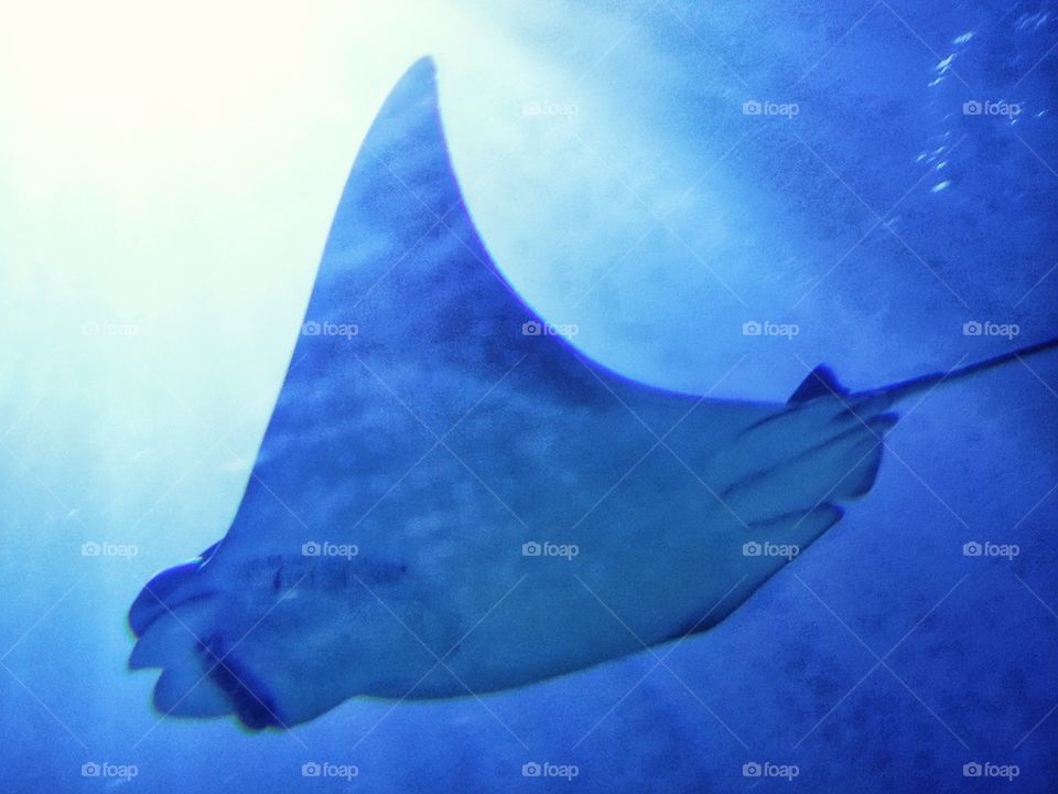 Manta Ray Swimming In The Sea. Giant Manta Ray In Blue Water