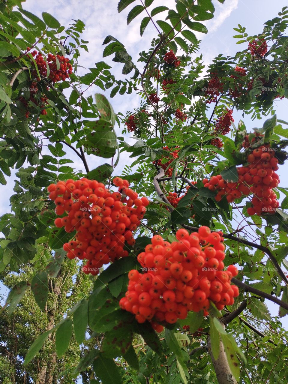 Рябина. Rowan.