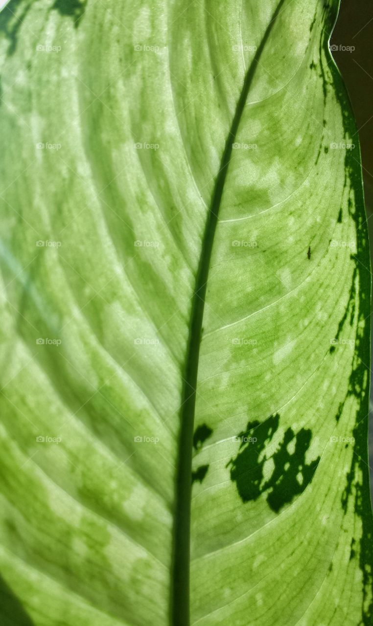 leaf 1