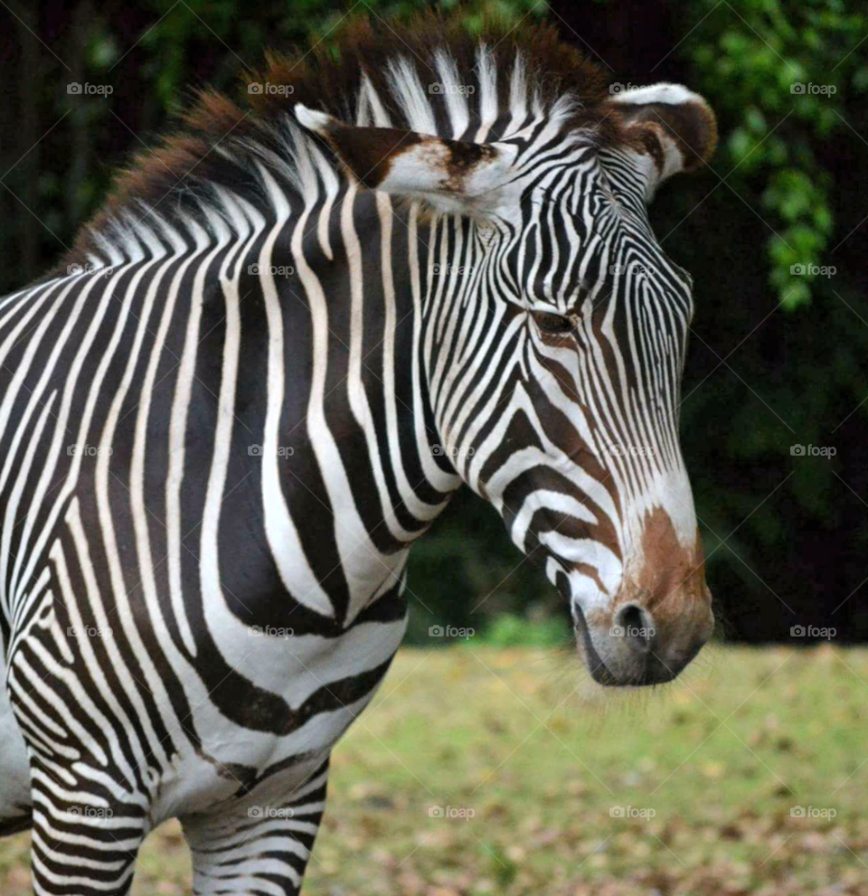 zebra. day at zoo