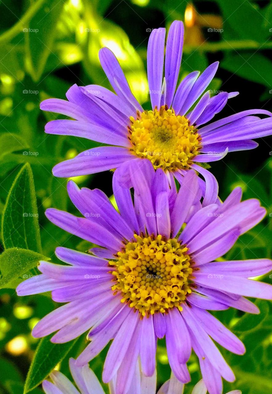 A close up of purple garden flowers in the summer