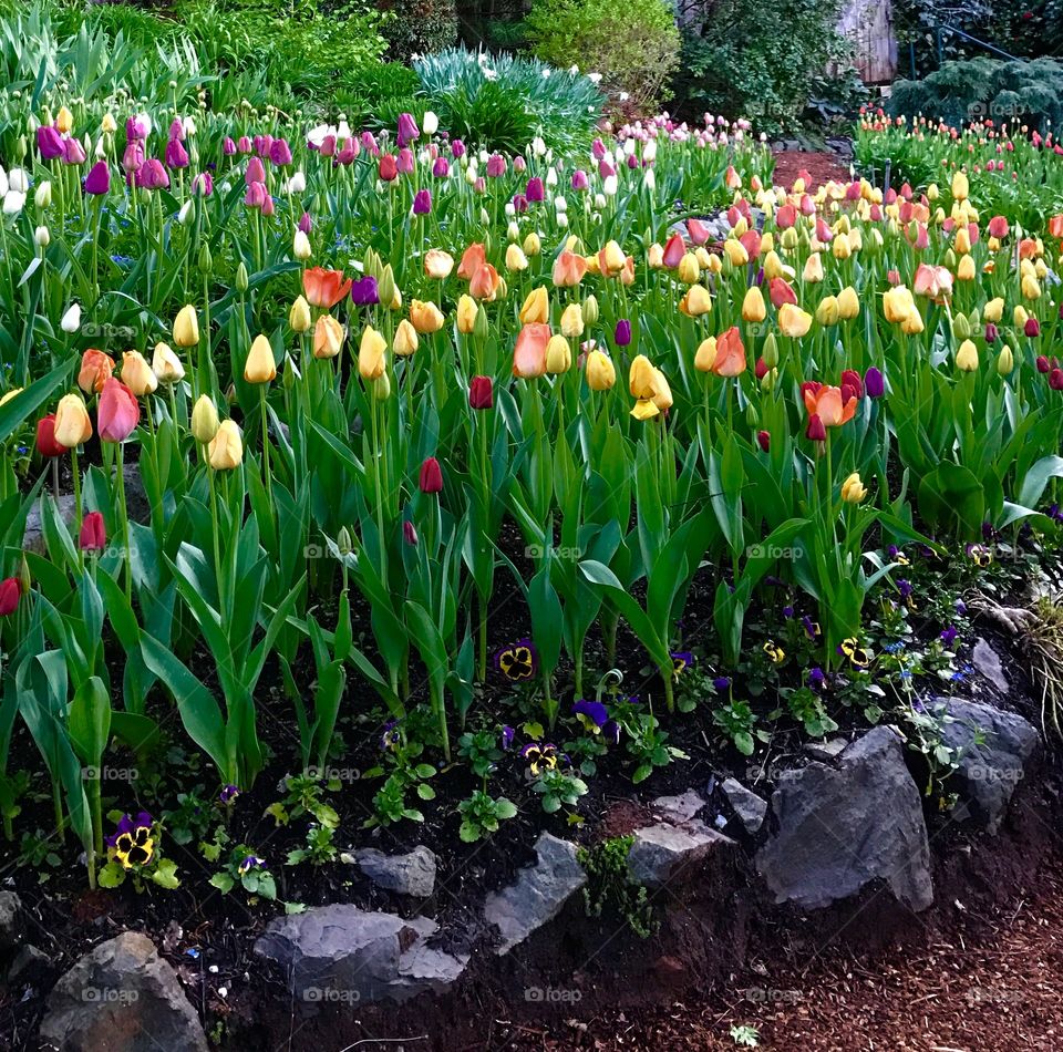 Tulip beds