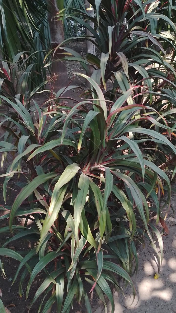 Dracaena