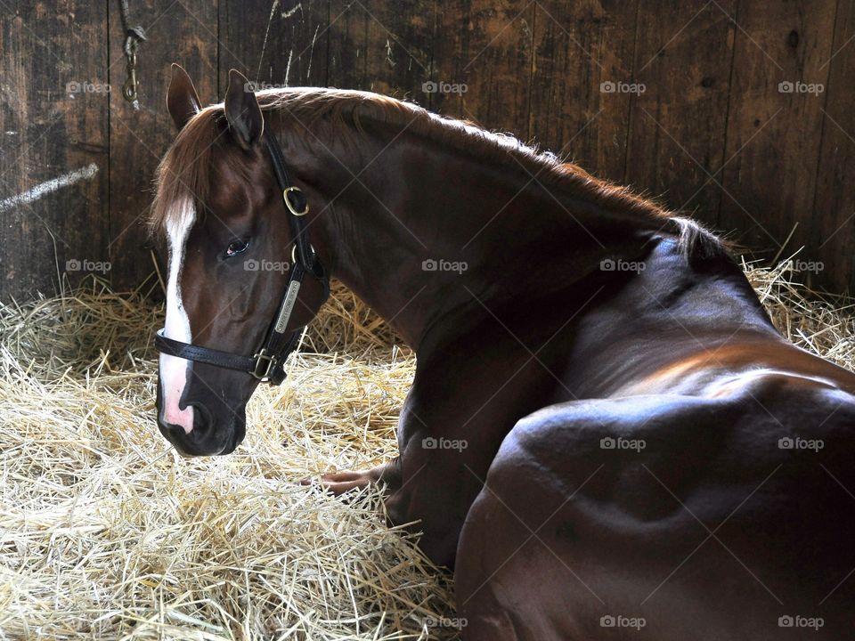 MadeFromLucky. Chestnut 3yr-old by LookinatLucky, is laying down on his hay bed inside his stall at Saratoga.  
Zazzle.com/Fleetphoto 