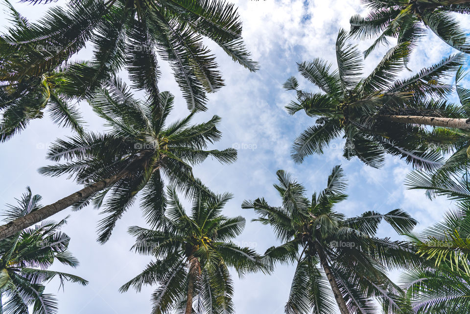 Green and lush coconut trees on the east coast, facing the bright blue sky with breezy wind
