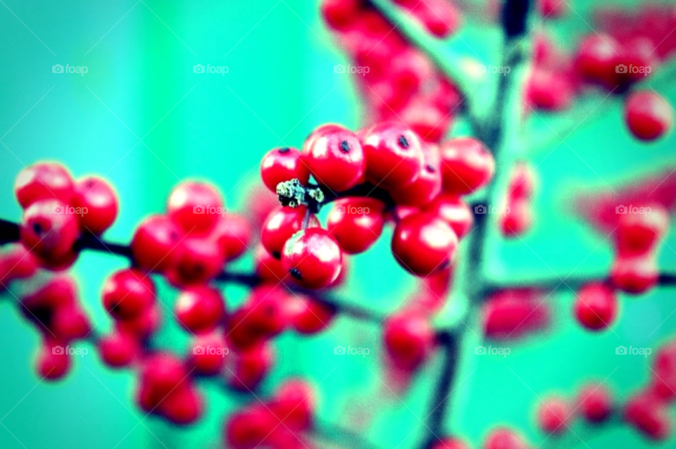 outdoor christmas berry berries by merethe