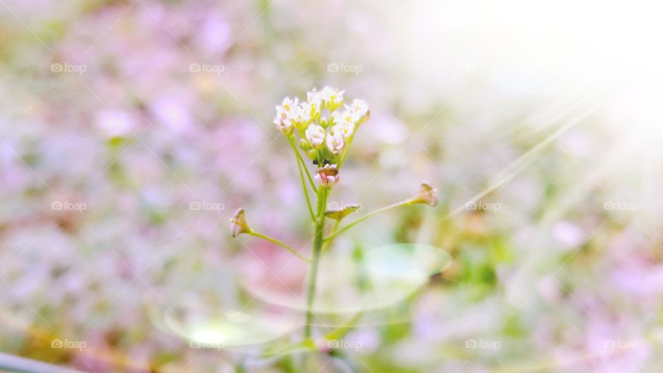 Wildflower in the Sun