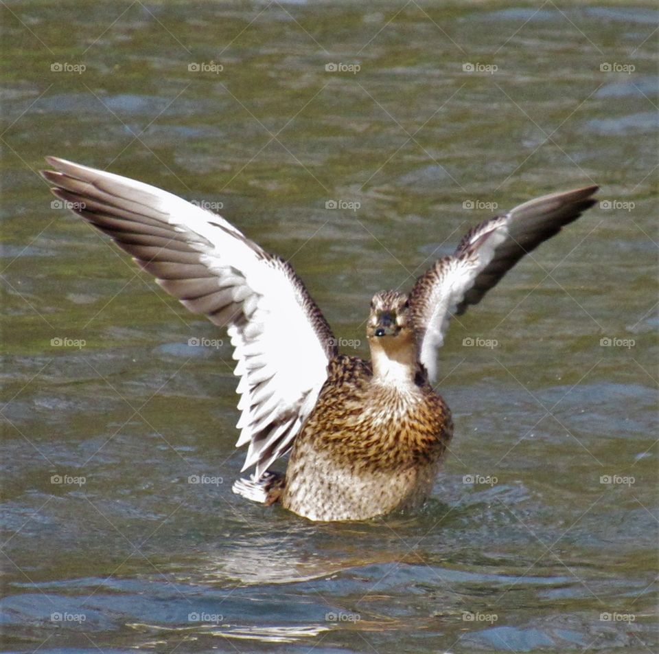 Wings and feathers