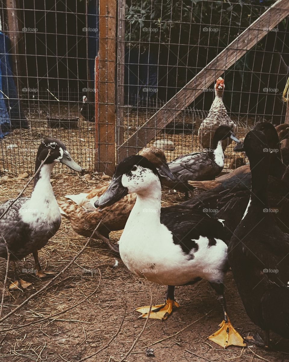 cute barnyard ducks asking looking for me to feed them