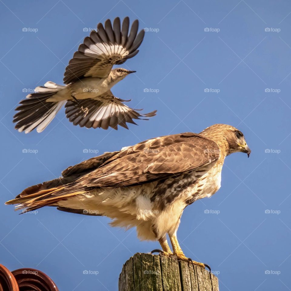 Chaos on the power pole. A territorial Northern Mockingbird dive bombs a Red-tailed Hawk. Raleigh, North Carolina. 