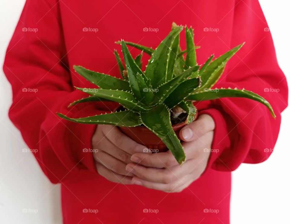green aloe flower on red background.